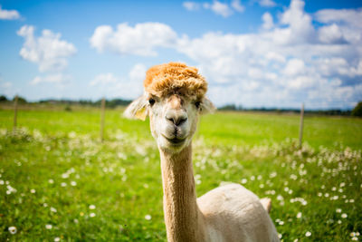 Alpaca standing on grassy field