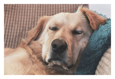 Close-up portrait of a dog