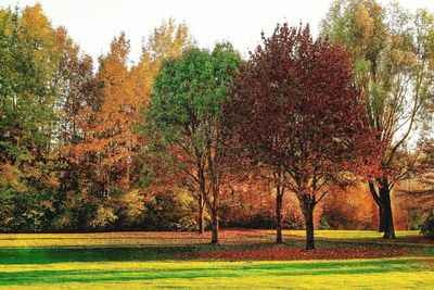 Trees on landscape during autumn