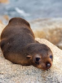 Close-up of sea lion