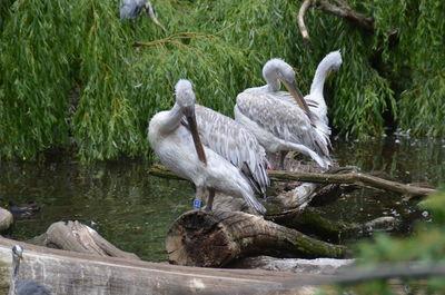 Birds perching on a lake