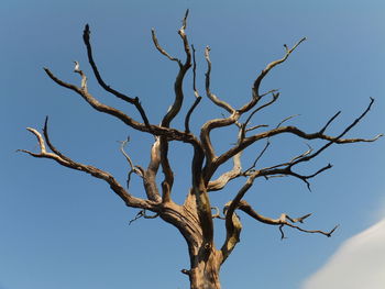 Low angle view of bare tree against clear sky