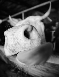 Close-up of horse
