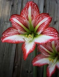 High angle view of red flower on wood