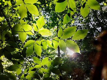 Low angle view of trees against sky