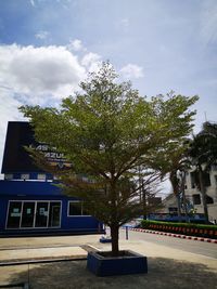 Trees in park against sky in city