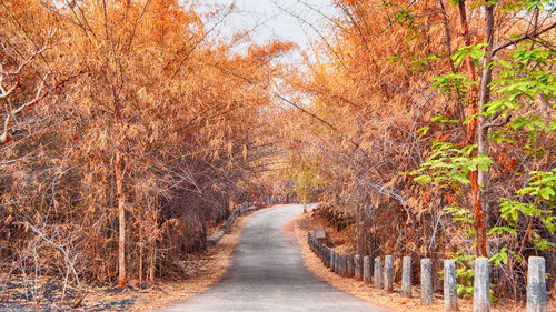 Empty road amidst autumn trees