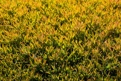 Full frame shot of plants on field