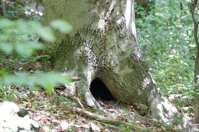 Close-up of tree trunk in forest