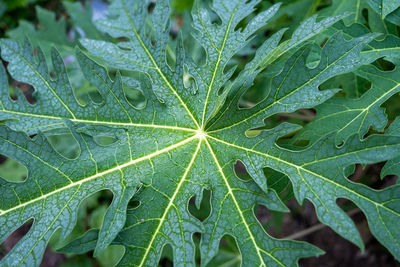 Full frame shot of wet leaves