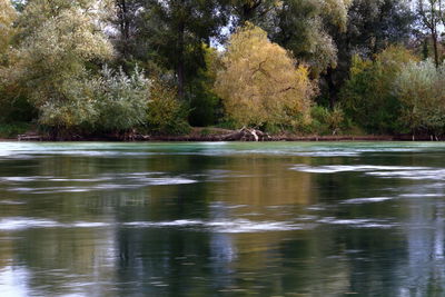 Ducks swimming in lake at forest