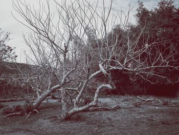 Bare trees in forest during winter