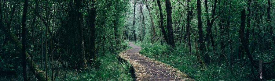 Trail amidst trees in forest