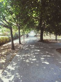 Pathway along trees in park