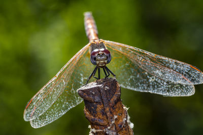 Close-up of dragonfly