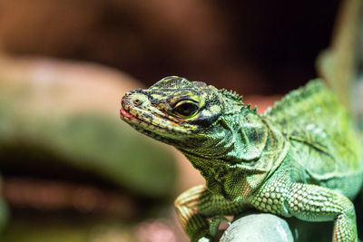 Close-up of a lizard