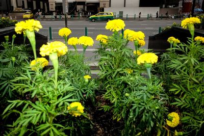 Close-up of yellow flowers blooming outdoors