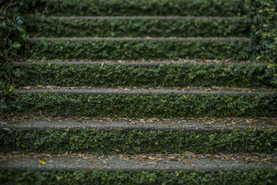 Moss on steps