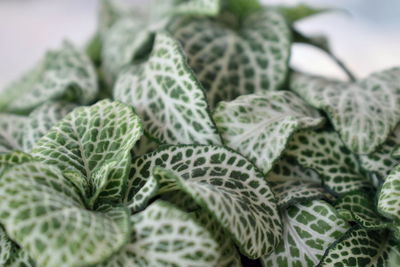 Close-up of green leaves