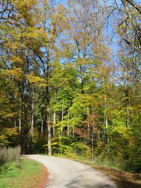 Road amidst trees in forest