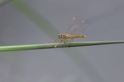 Close-up of dragonfly on twig