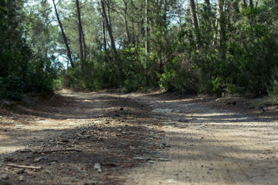 Dirt road in forest