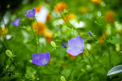 Close-up of purple flowers blooming in field