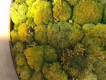 High angle view of yellow flowering plants