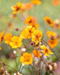 Close-up of yellow flowering plant