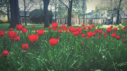 Red poppy flowers against trees