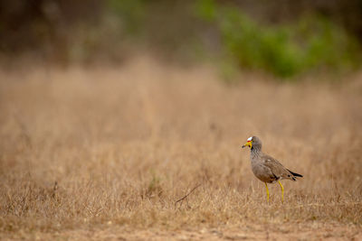 Wattled lapwing