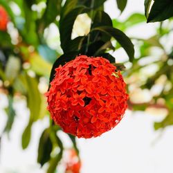 Close-up of red flowering plant