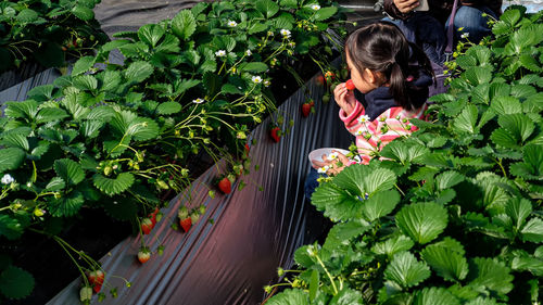 Girl eating strawberry amidst plants