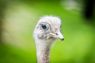 Close-up of ostrich against blurred background