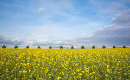Scenic view of yellow mustard field against sky