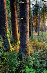 Trees growing in forest