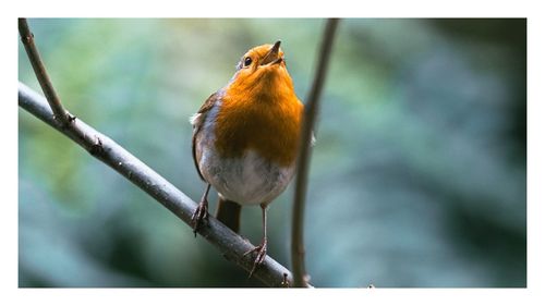 Close-up of bird perching on branch