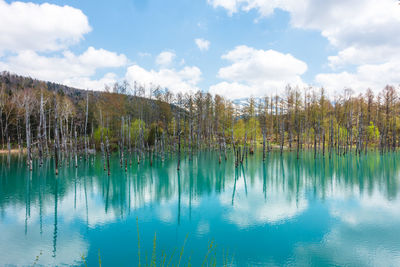 Scenic view of lake by trees against sky