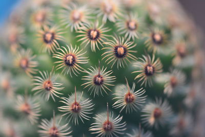 Full frame shot of succulent plant
