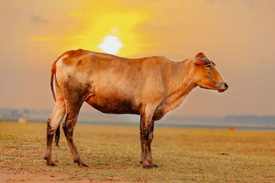 Cows in the wide pasture