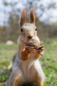 Close-up portrait of squirrel