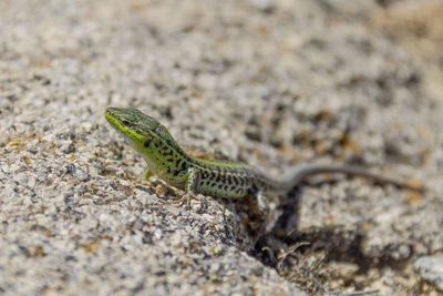Close-up of lizard