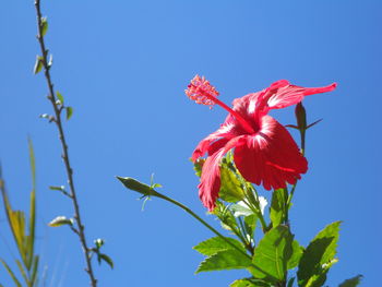 Low angle view of red hibiscus flower against sky