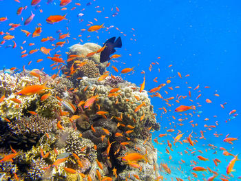 Golden anthias in the red sea