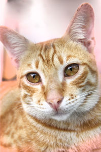 Close-up portrait of tabby cat