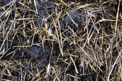 Full frame shot of dried plants on field