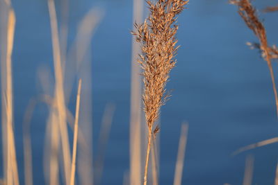 Close-up of wheat growing on field