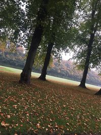 Trees in park during autumn