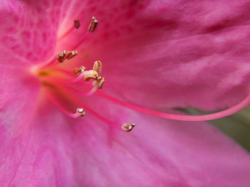 Close-up of pink rose flower