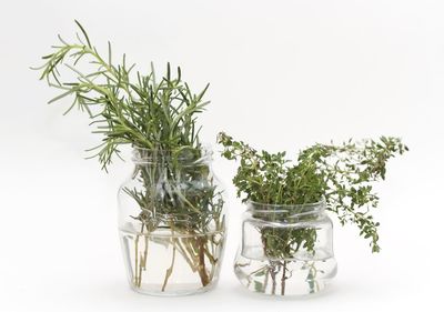 Close-up of plants against white background